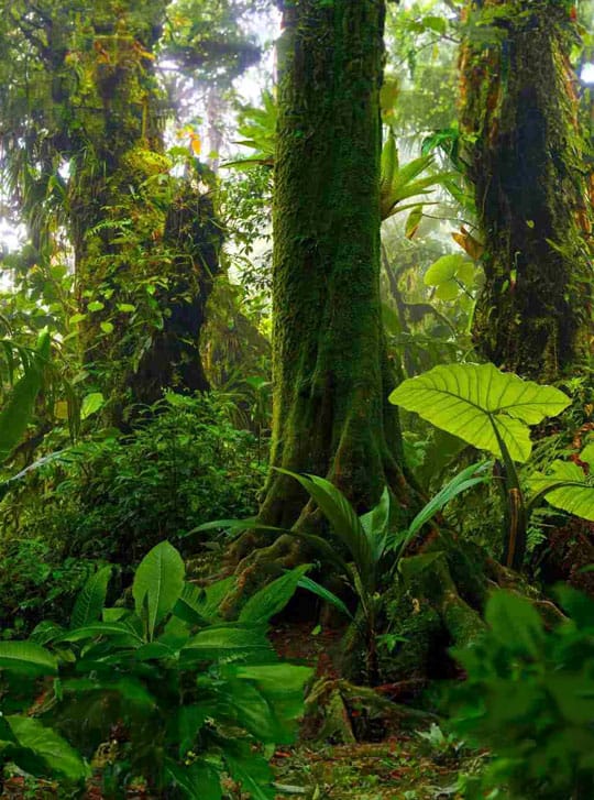 Elite 3E consulting firm for law firms